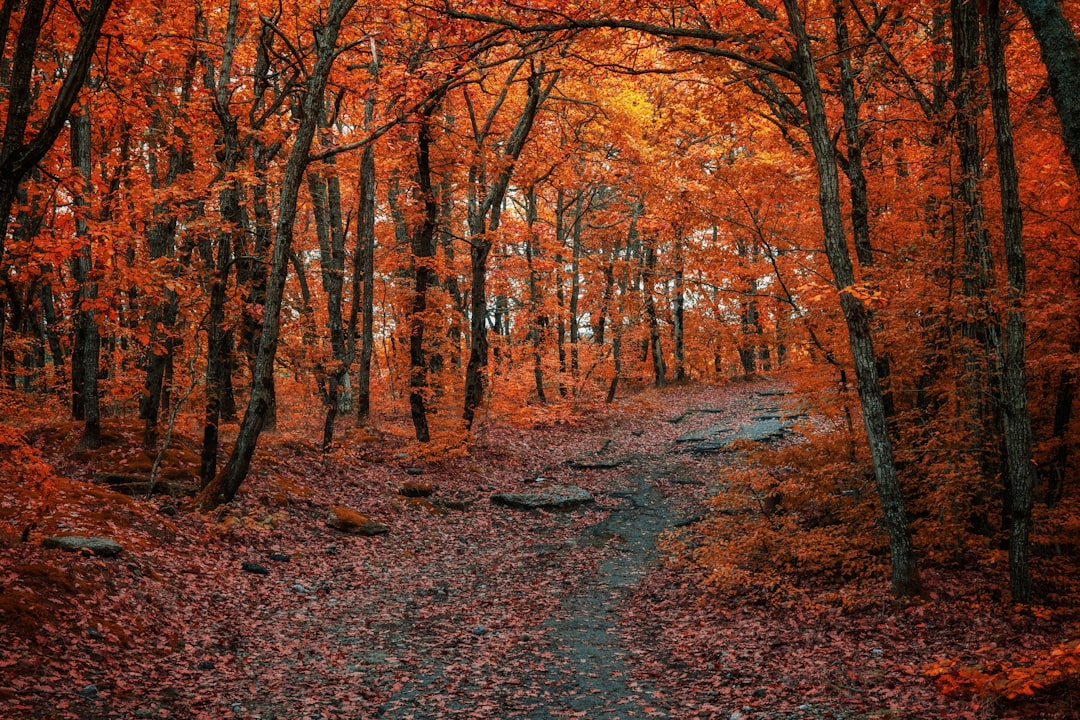 Herbstlaub-Reiseziele: Wo das Farbenspektakel am schönsten ist