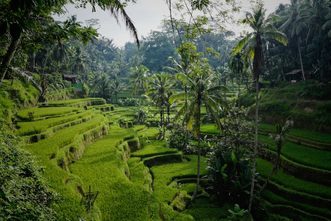 Beste Reisezeit Bali 2026: Trocken- vs. Regenzeit