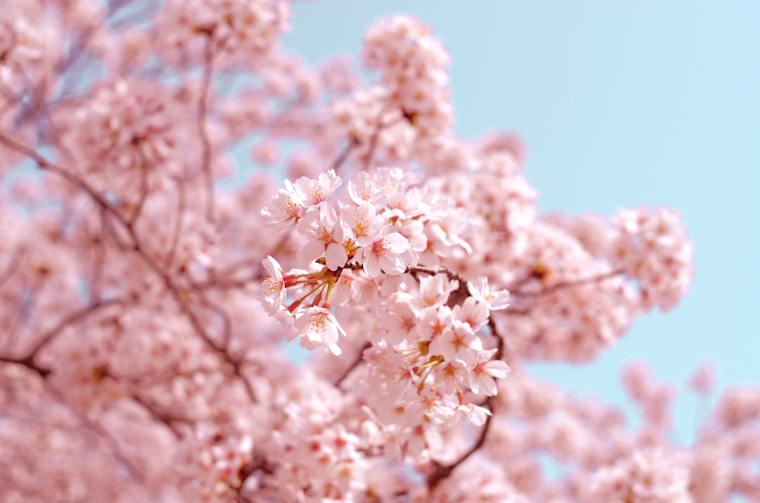 Kirschblüte weltweit: Wo und wann du sie erleben kannst