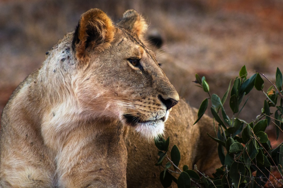 Safari in Ostafrika planen: Der ehrliche Guide für 2026