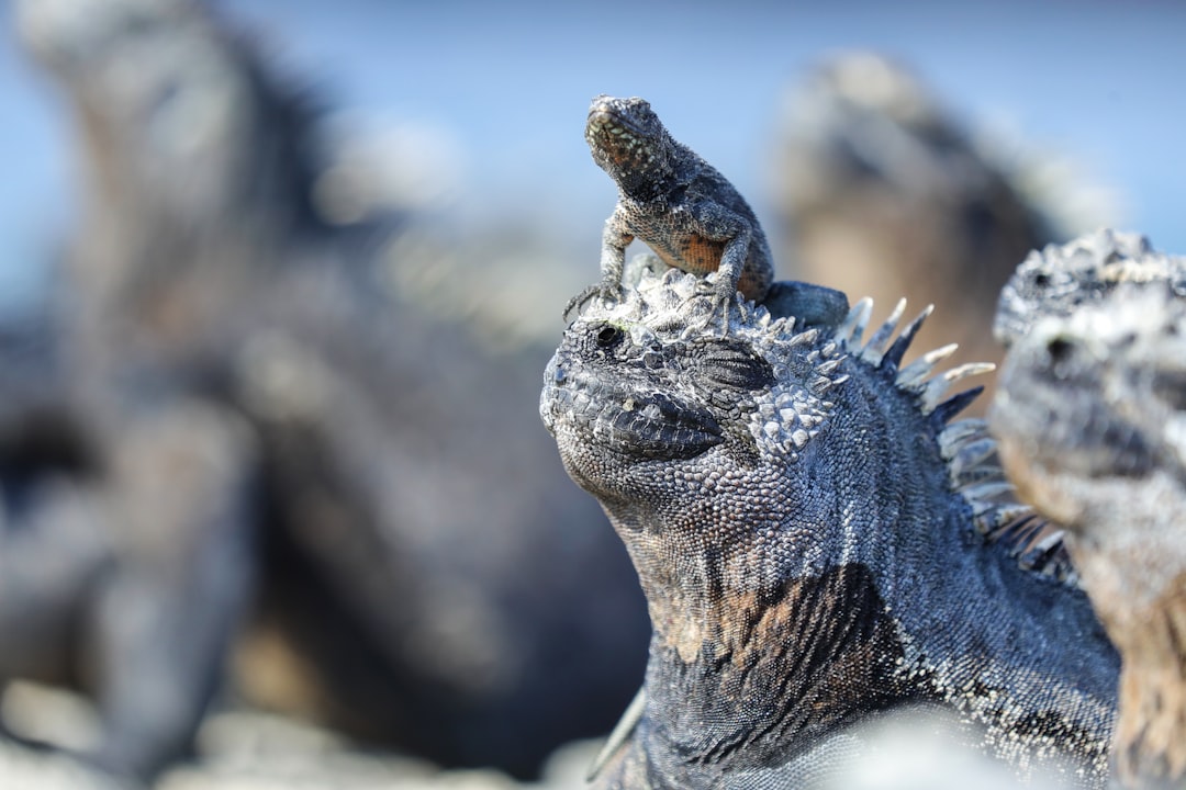 Ecuador und Galápagos: Der komplette Reiseguide 2026