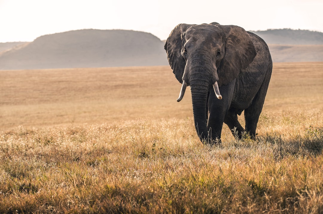 Kenia Reiseguide: Die schönsten Highlights für deinen Trip