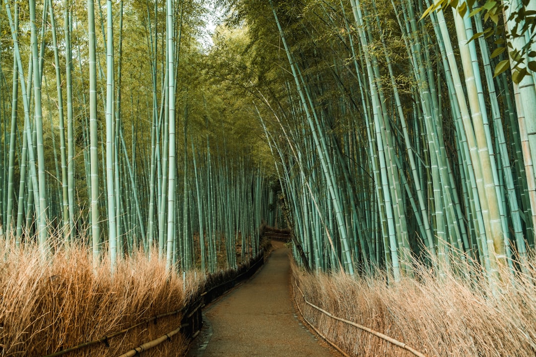 48 Stunden in Kyoto: Dein perfektes Wochenende 2026