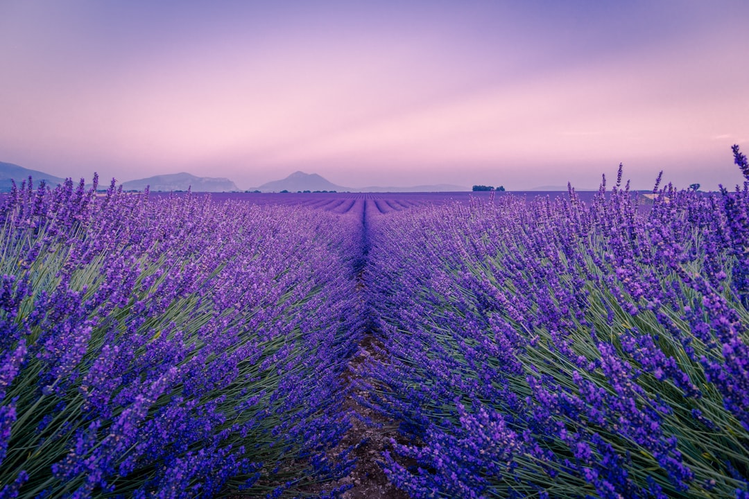 Lavendelfelder Provence: Wo, Wann und Wie du sie erlebst