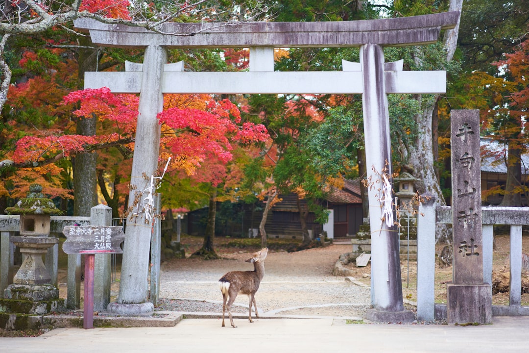 Beste Hotels in Nara: Wo übernachten in welchem Stadtteil 2026