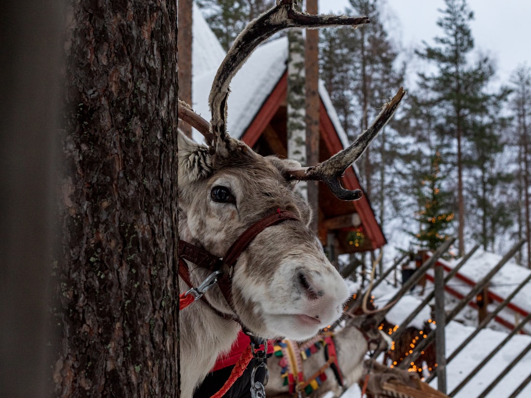 Beste Hotels in Rovaniemi: Wo übernachten in welchem Stadtteil 2026