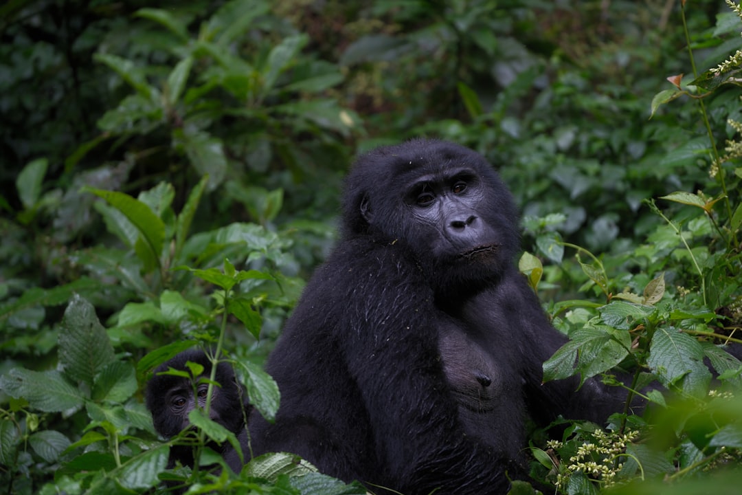 Ruanda Gorilla Trekking: Der ehrliche Guide für dein Erlebnis