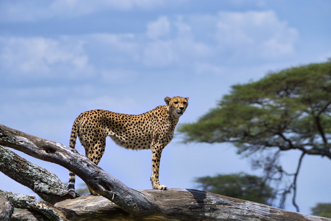 Tansania Reiseguide: Serengeti, Ngorongoro und Kilimandscharo