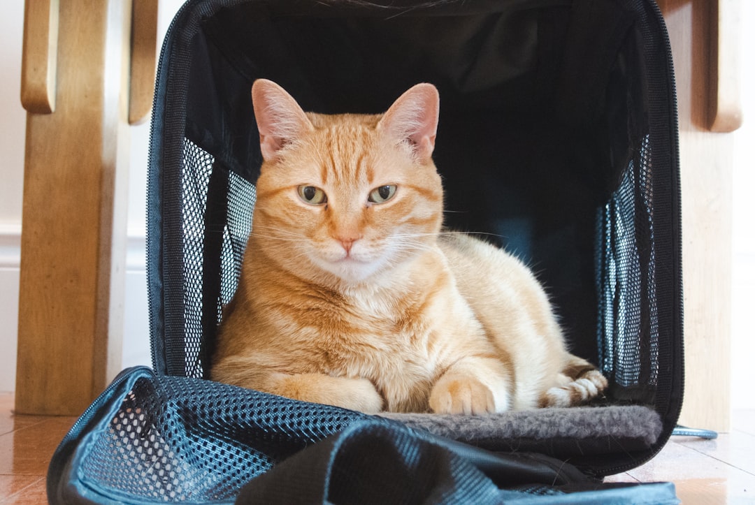 Mit Katze reisen in Europa: Was du wirklich wissen musst