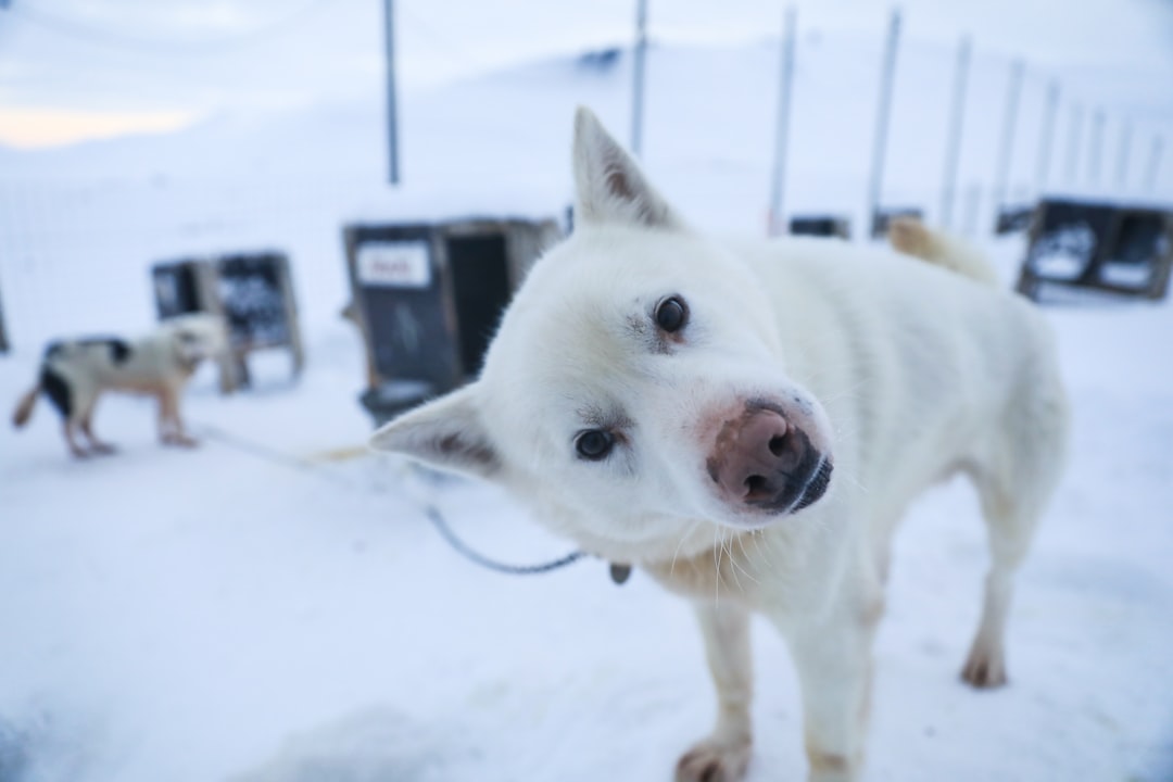 Mit Hund nach Europa reisen: Der ehrliche Guide 2026