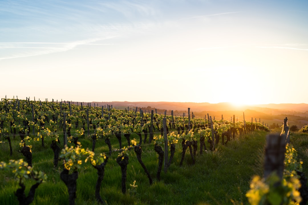 Weinreisen Europa: Die 6 schönsten Weinregionen